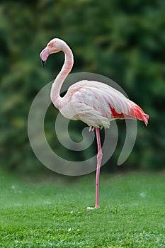 Vertical closeup of a pink flamingo on a green lawn in a park