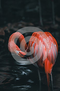 Vertical closeup of a pink flamingo in a pond