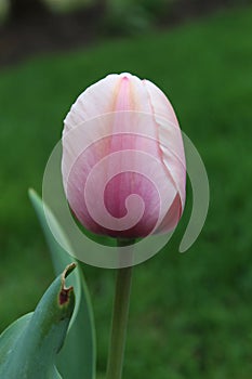 Vertical closeup of a pink tulip blooming in a lush garden