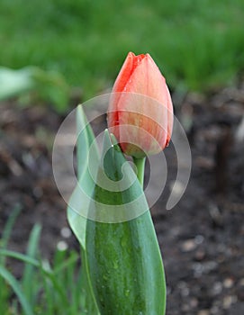 Vertical closeup of a pink tulip blooming in a lush garden