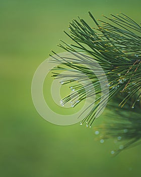 Vertical closeup of Pinus peuce branch with green blurred background photo