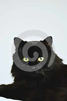 Vertical closeup portrait of black fluffy cat with bright green eyes on light background