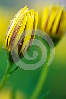 A vertical closeup portrait of a completely closed yellow spannish daisy flower with a few raindrops on it. The water drops are on