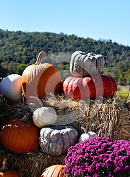 Vertical closeup of pumpkins, chrysanthemums, and straw bales. Autumn harvest.