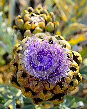 Vertical closeup of a purple Artichoke flower, Cynara cardunculus scolymus
