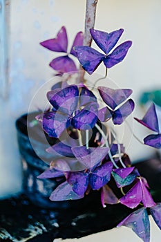 Vertical closeup of purple false shamrock plant leaves in a pot in the yard