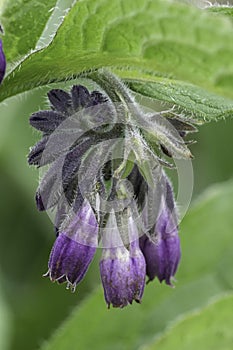 Vertical closeup on the purple flowers of the Common quaker comfrey, Symphytum officinale