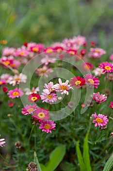 Vertical closeup of the Pyrethrum. Beautiful flowers with vibrant petals.