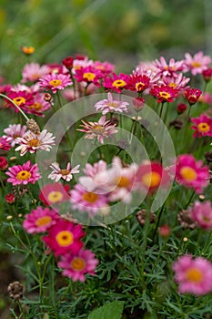 Vertical closeup of the Pyrethrum. Beautiful flowers with vibrant petals.