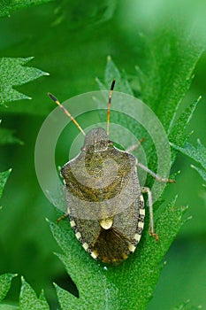 Vertical closeup on the rare Vernal shieldbug, Peribalus strictus vernalis sitting in green vegetation photo