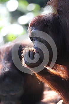 Vertical closeup of a red ape`s face with its hand close to its face