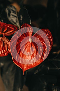 Vertical closeup of a red calla flower with a long stamen