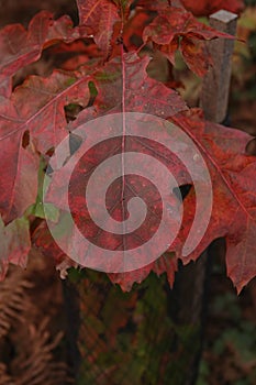Vertical closeup of a red oak leaf growing in a forest in autumn