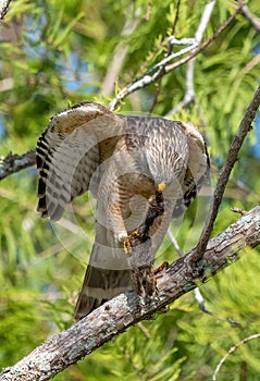 Vertical closeup of a Red Shouldered hawk perched on a tree branch with prey in its beak and claws