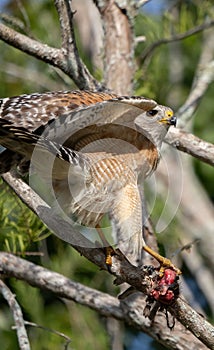 Vertical closeup of a Red Shouldered hawk perched on a tree branch with prey in its claws