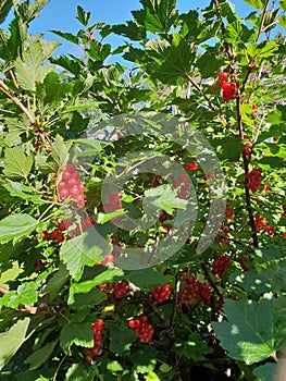 Vertical closeup of redberries on a green shrub on a sunny day