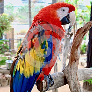 Vertical closeup of a Scarlet macaw perched on a tree branch in a zoo