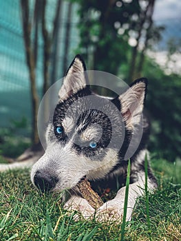 Vertical closeup shot of an adorable husky dog with blue eyes
