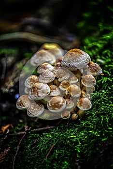 Vertical closeup shot of Agaric mushrooms grown in a moss - concept of struggling through hardships