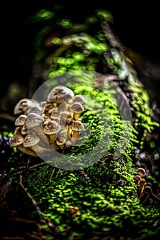 Vertical closeup shot of Agaric mushrooms grown in a moss - concept of struggling through hardships