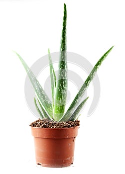 Vertical closeup shot of an aloe vera plant in a clay pot isolated on a white background