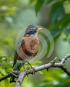 Vertical closeup shot of an American robin perched on a wooden tree branch