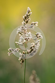 Vertical closeup shot of an arrowgrass plant on a blurred background