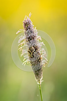 Vertical closeup shot of an arrowgrass plant on a blurred background