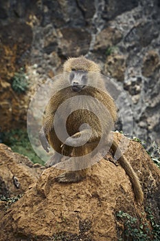 Vertical closeup shot of a Barbary macaque monkey on a cliff in Cabarceno Zoo, Cantabria, Spain photo