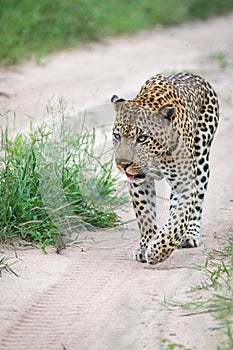 Vertical closeup shot of a beautiful African leopard walking on the road