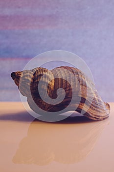 Vertical closeup shot of a beautiful big seashell on a beige surface