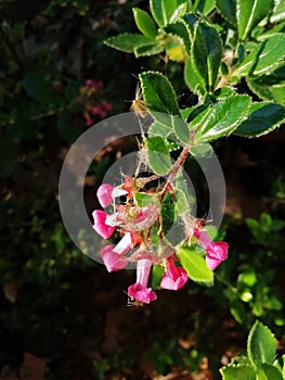 Vertical closeup shot of beautiful escallonia rubra macrantha flower blooming in the garden photo