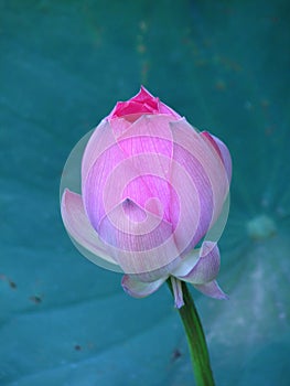 Vertical closeup shot of beautiful Lotus flower bud