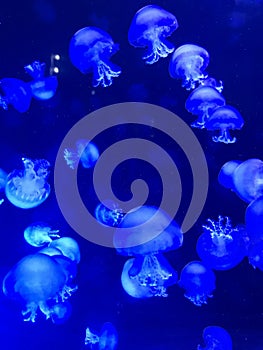 Vertical closeup shot of beautiful medusas in the Vienna House of the Sea