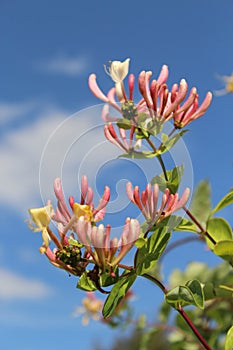 Vertical closeup shot of beautiful pink Honeysuckle flowers on a blurred background