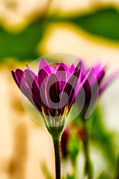 Vertical closeup shot of beautiful purple-petaled African daisy flower on a blurred background