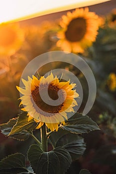 Vertical closeup shot of a beautiful sunflower growing in the sunny field