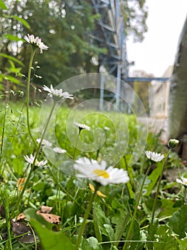 Vertical closeup shot of beautiful white daisy flowers on grassy field