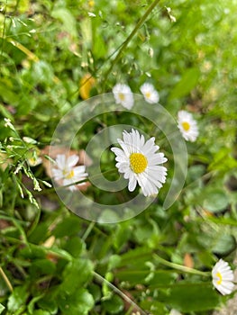 Vertical closeup shot of beautiful white daisy flowers on grassy field