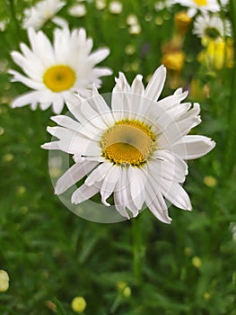 Vertical closeup shot of a beautiful white daisy surrounded by green nature