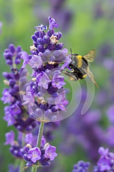 Vertical closeup shot of a bee on a lavender flower with greenery on the background