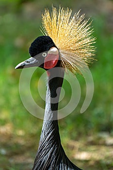 Vertical closeup shot of a black crowned crane (Balearica pavonina)