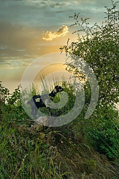 Vertical closeup shot of a black and white Nubian goat climbing on trees at sunset