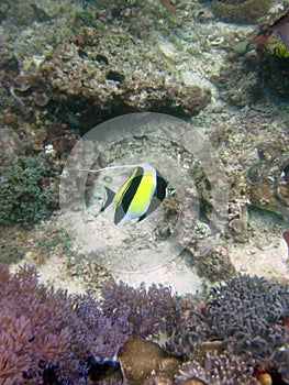 Vertical closeup shot of a black and yellow fish near coral reefs