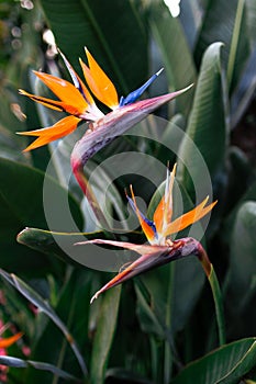 Vertical closeup shot of blooming birds-of-paradise flowers