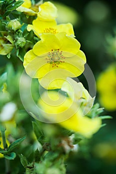 Vertical closeup shot of blooming bright yellow Cinquefoils flowers