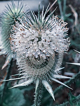 Vertical closeup shot of a blooming cutleaf teasel plant