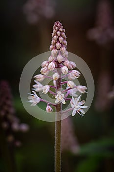 Vertical closeup shot of a blooming foamflower photo