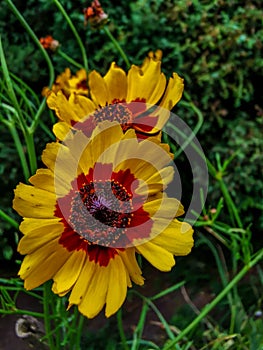 Vertical closeup shot of blooming red yellow tickseed flowers