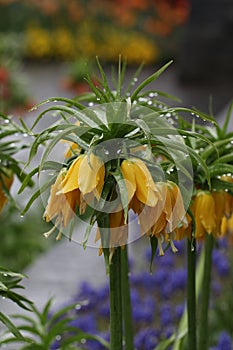 Vertical closeup shot of blooming yellow fritillaries flowers with dewdrops